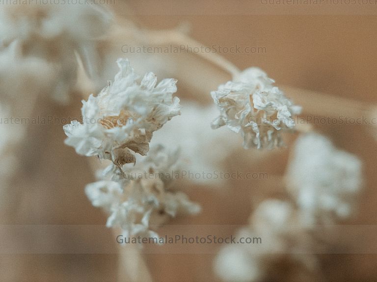 Macro naturaleza