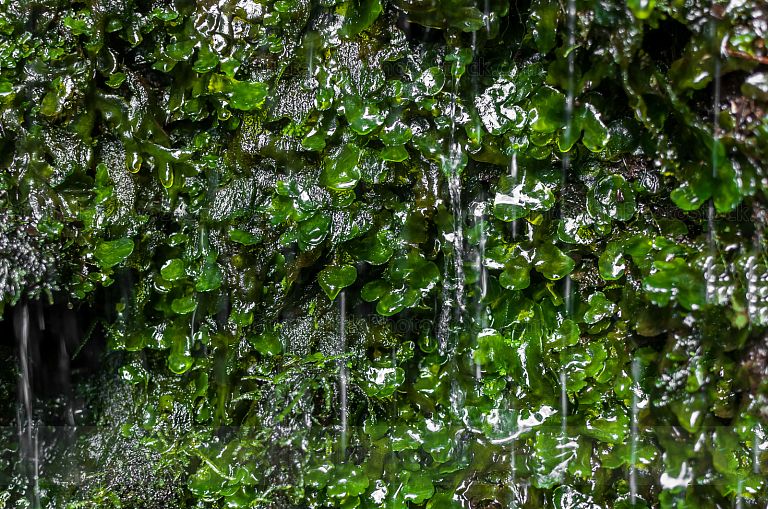 Nacimiento de agua en el Sendero del Alto