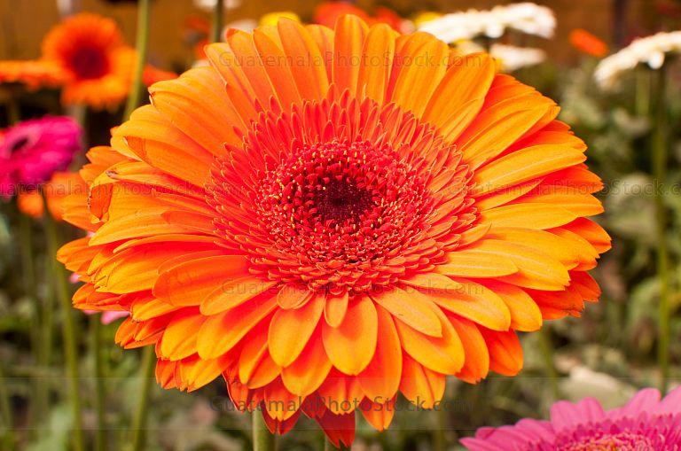 Gerberas