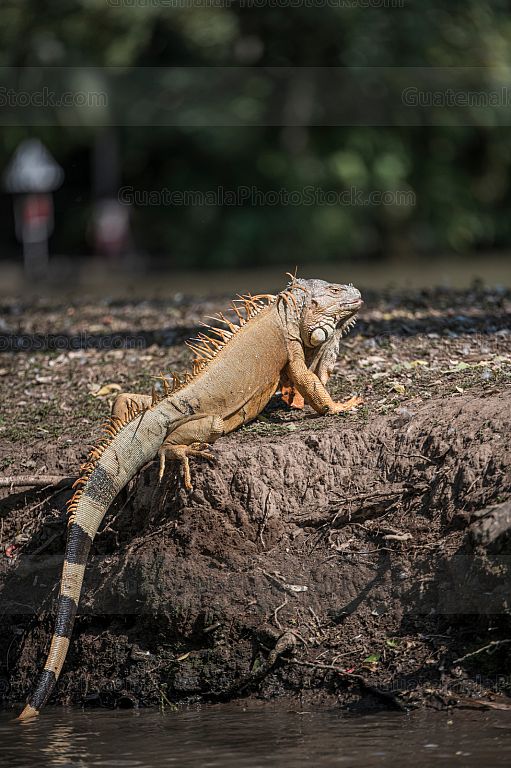 Iguanas