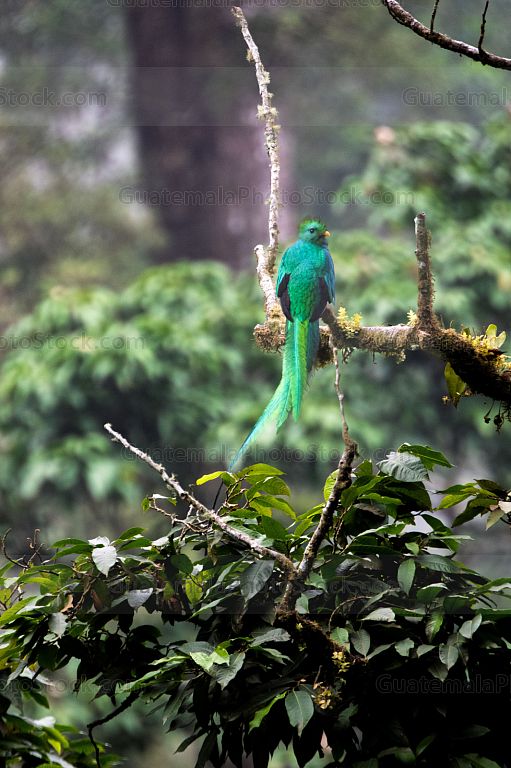 Quetzal en el Mirador Rey Tepepul