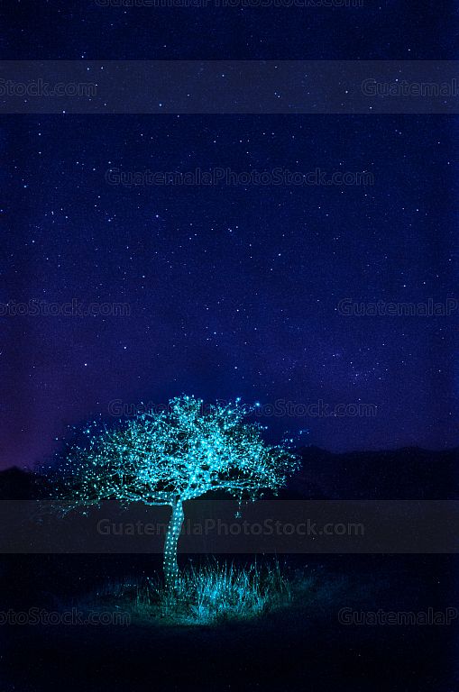 El árbol de luz