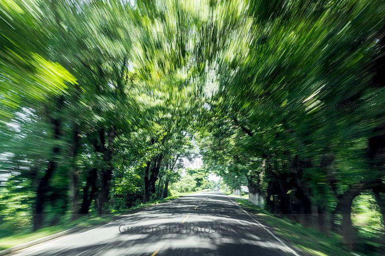 Viajando a través de una alameda