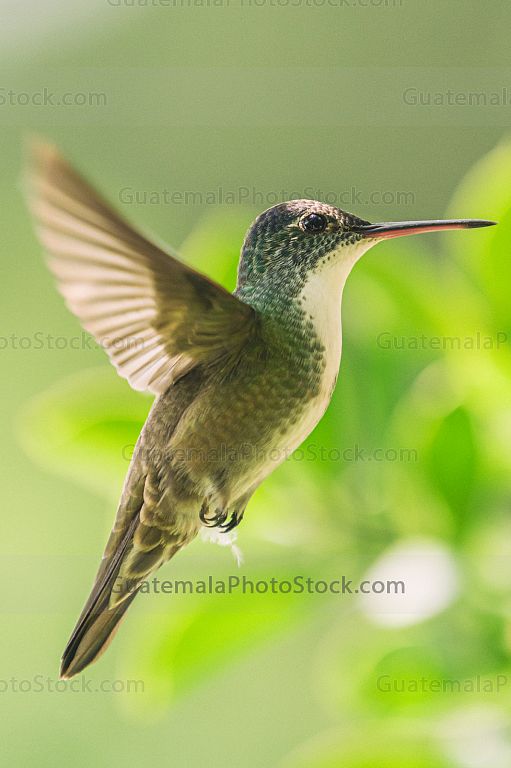 Colibrí