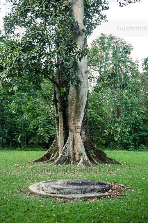 Ceiba y altar maya