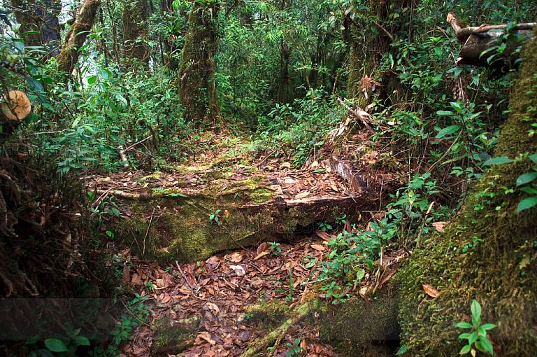 Deforestación