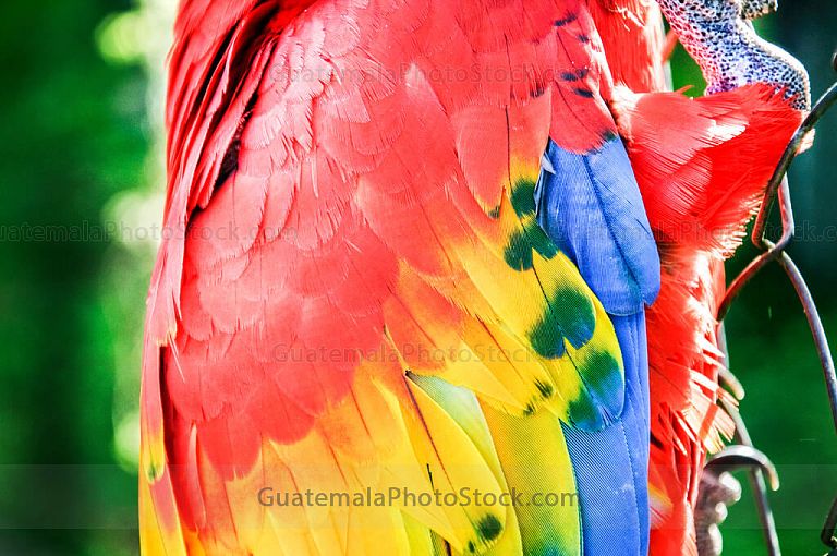 Alas de guacamaya