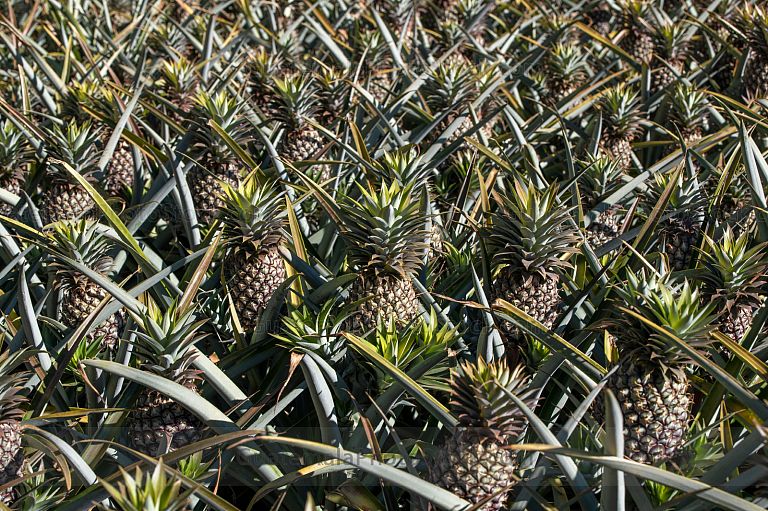 Cultivo de piña