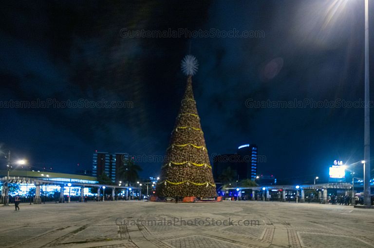 Árbol gallo 2020