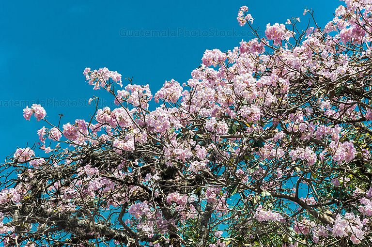 Jacarandas