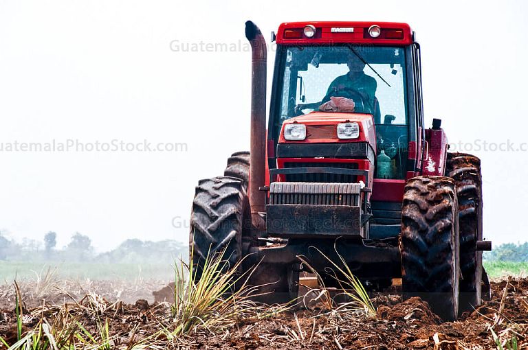 Campos agrícolas de caña de azucar