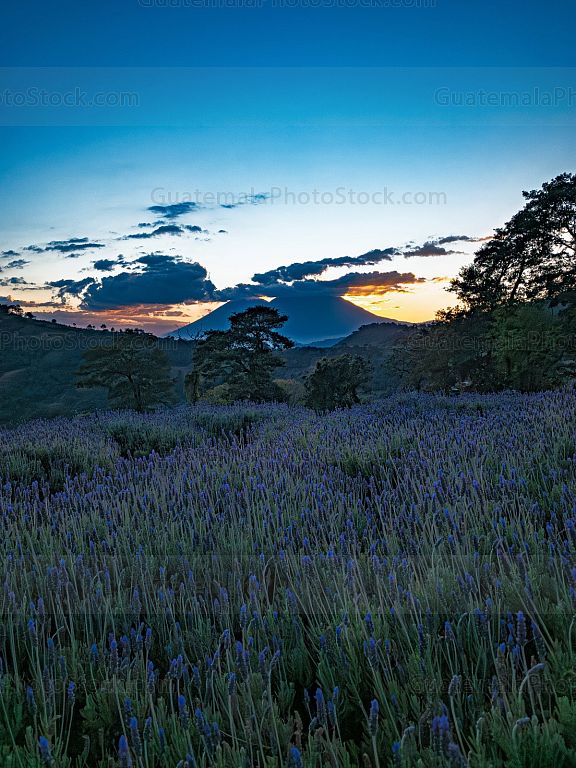 Jardines de Provenza al atardecer