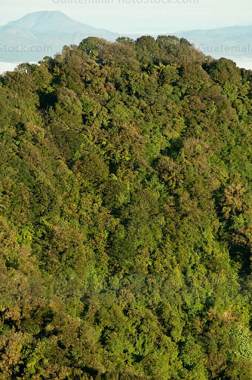 Bosque nuboso del Volcán Suchitán