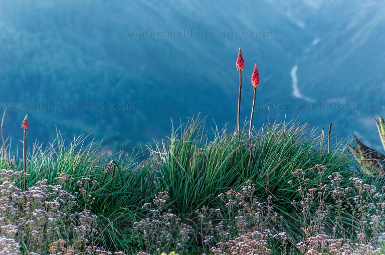 Planta de Kniphofia