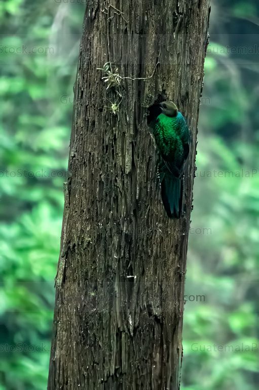 Hembra de quetzal en su nido