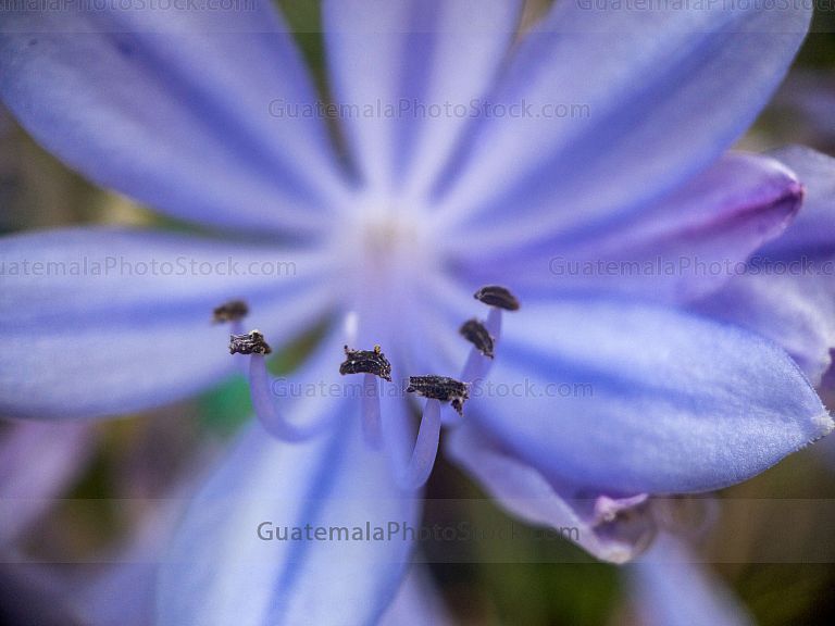 Flor