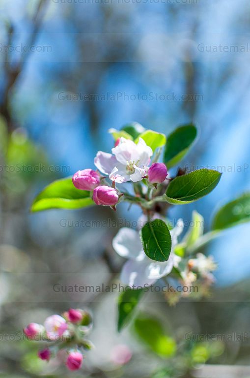 Flor de durazno