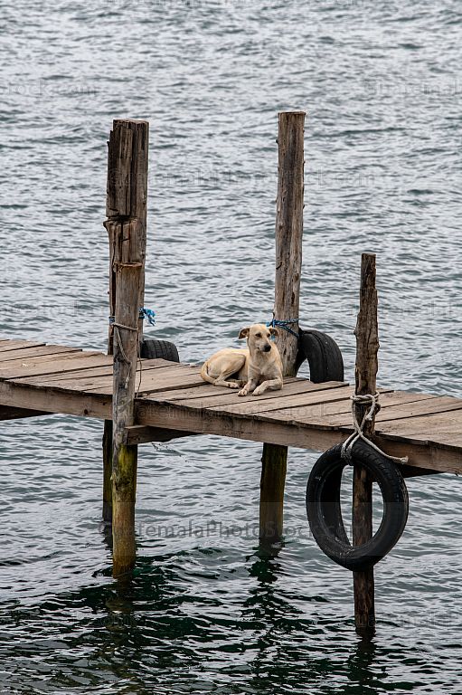 Perro en muelle de Panajachel