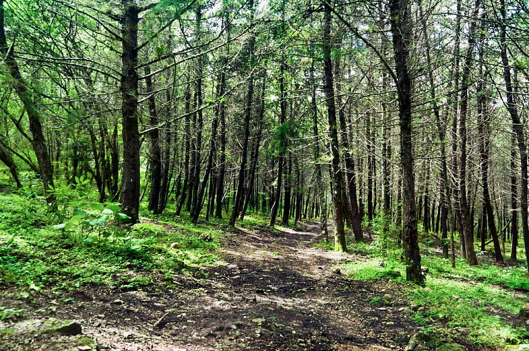 Bosque de coniferas