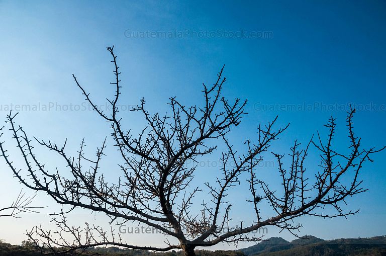 Paisaje entre ramas
