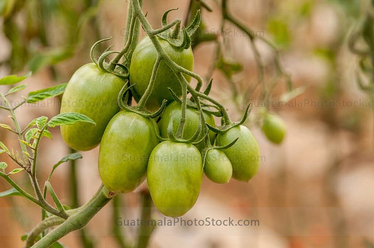 Tomate verde