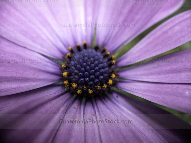 Macro