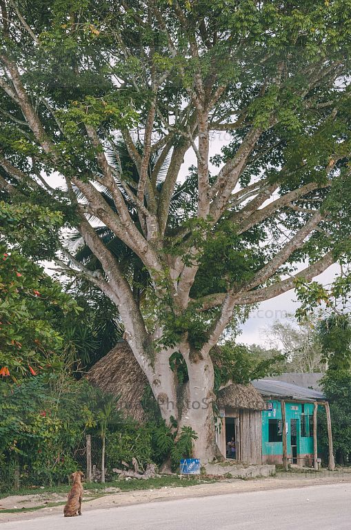 Ceiba en la Aldea El Caoba