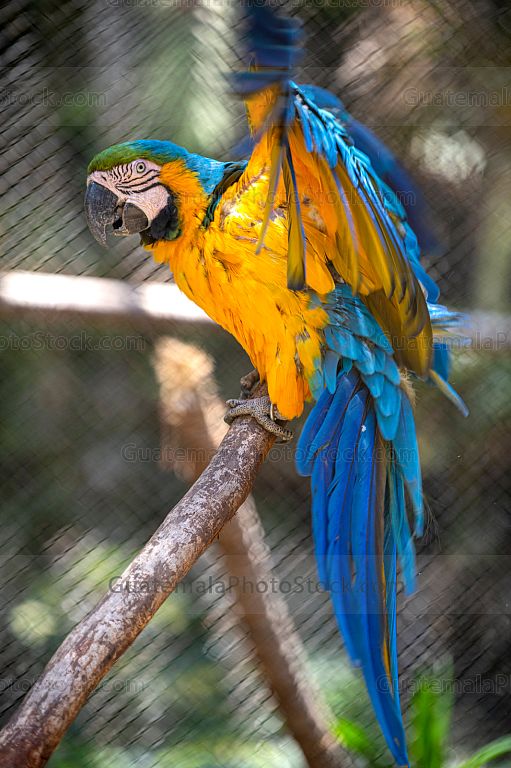 Guacamaya