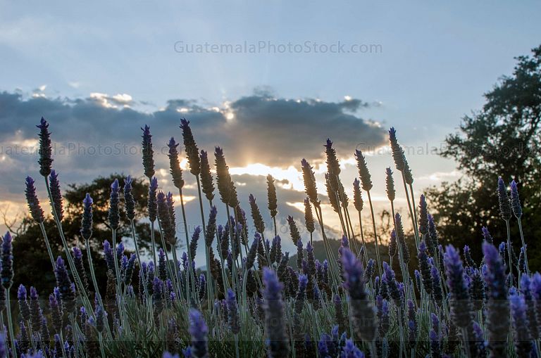 Campo de Lavanda, San Mateo Milpas Altas