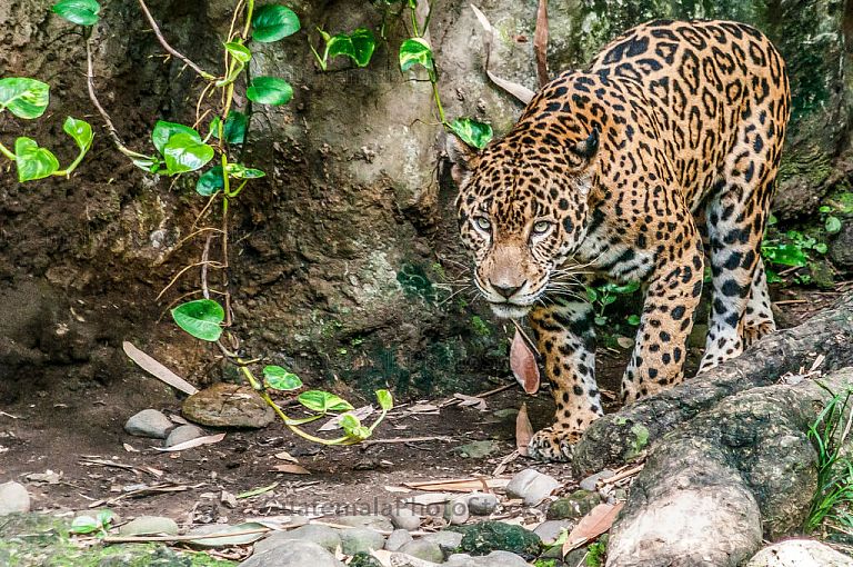 Jaguar