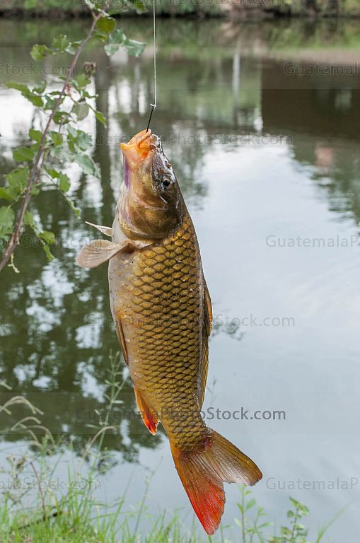 Pesca deportiva de truchas