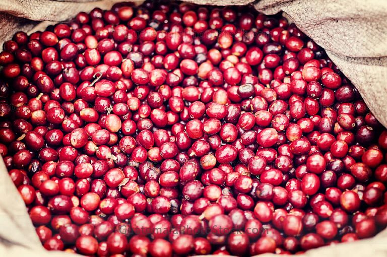 Cereza de café