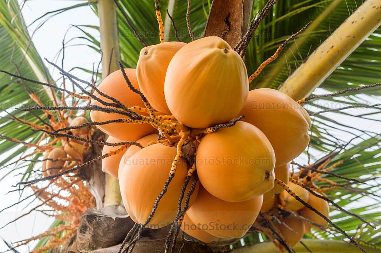 Cocotero