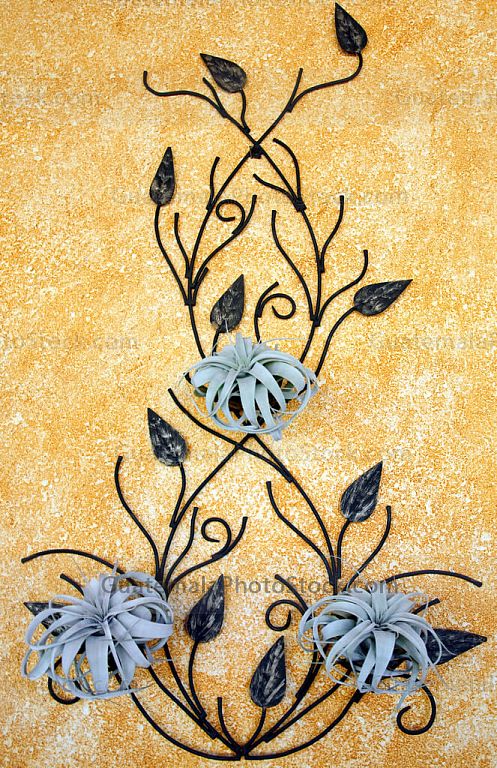 Plantas decorativas, Tillandsia Xerographica
