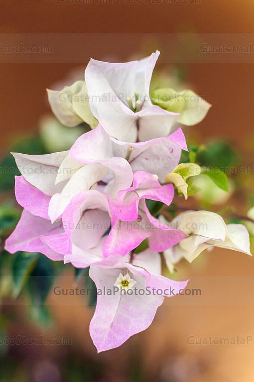 Bougainvillea
