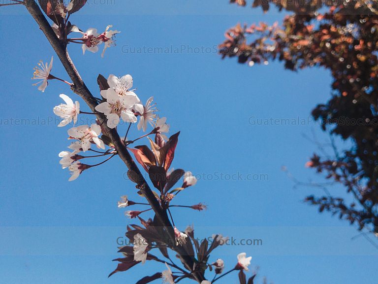 Flor de cerezo