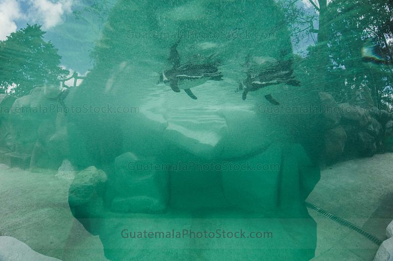 Piscina de Pinguinos