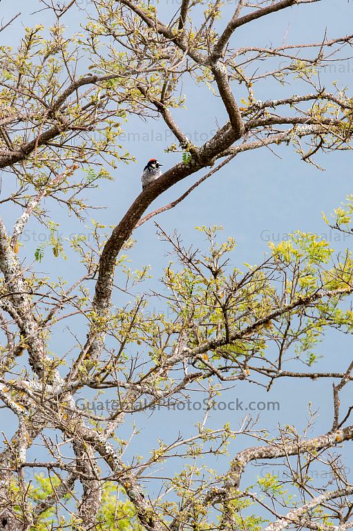 Pájaro carpintero