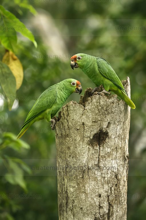 Loro verde con frente roja en hábitat natural
