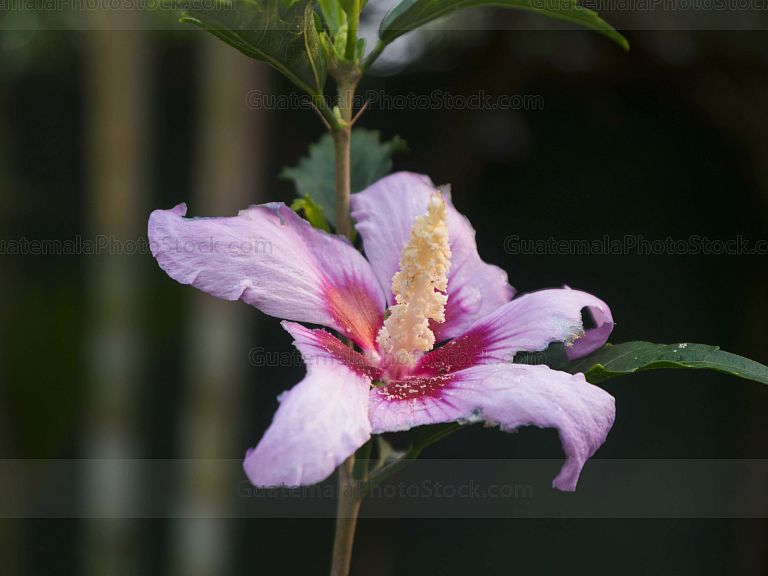 Flora