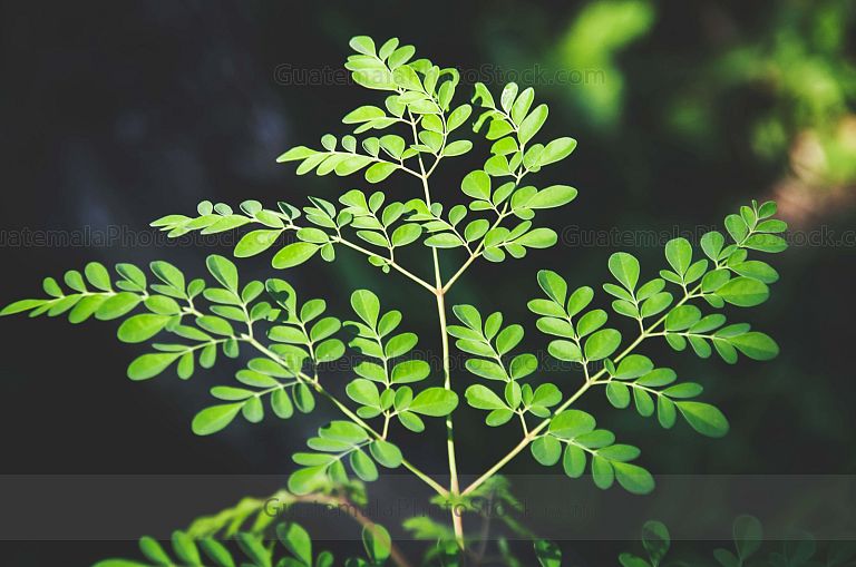 Planta de moringa