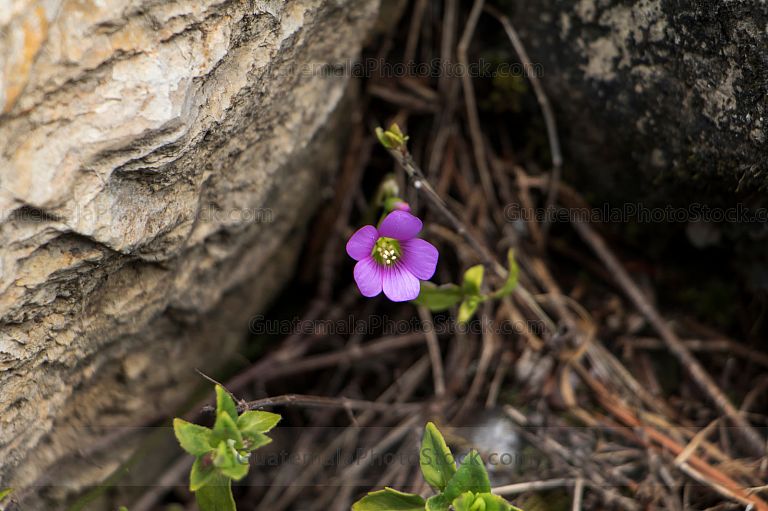 Flor Lila sendero La Maceta