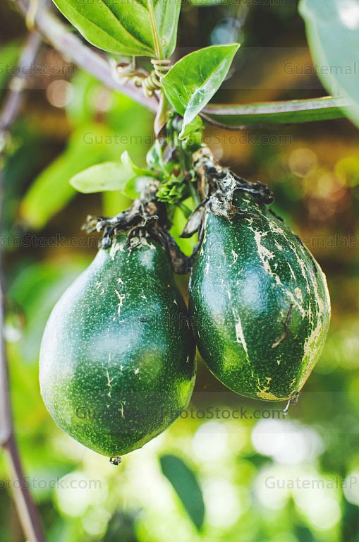 Maracuya