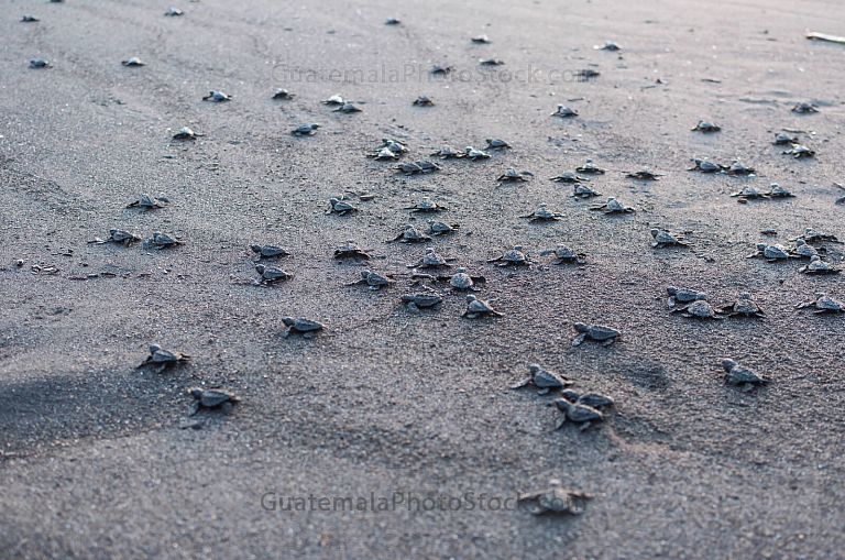 Tortugas marinas