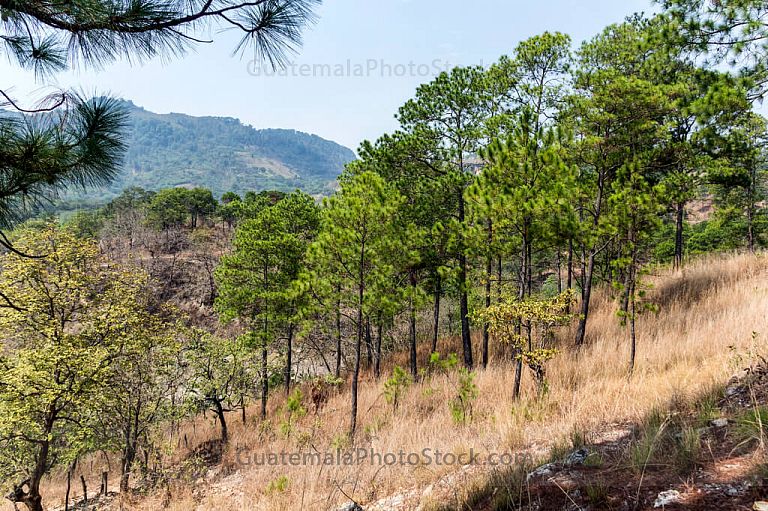 Bosque espinozo