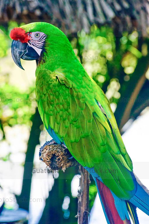 Loro frente roja
