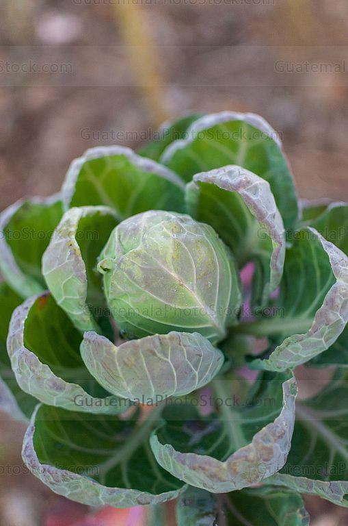 Alcachofa