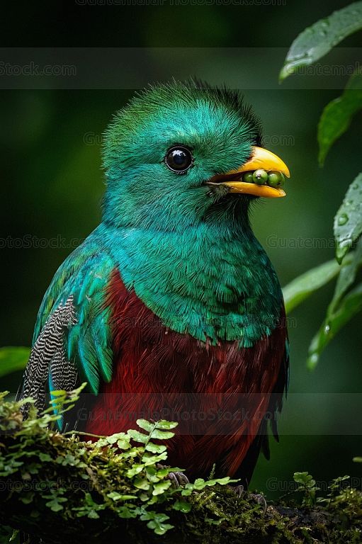 Quetzal