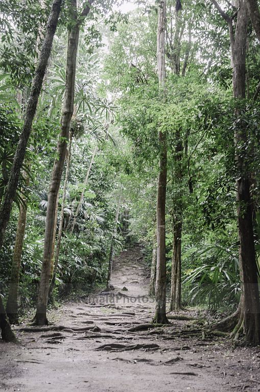 Sendero en Parque Nacional Tikal