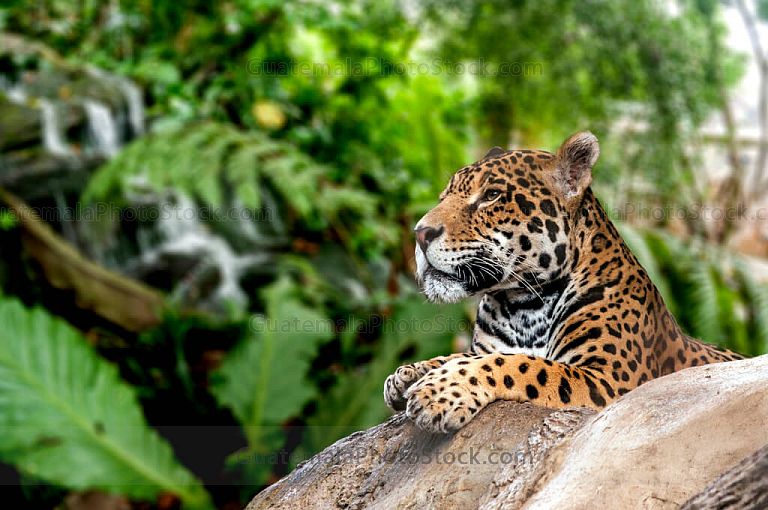 Jaguar